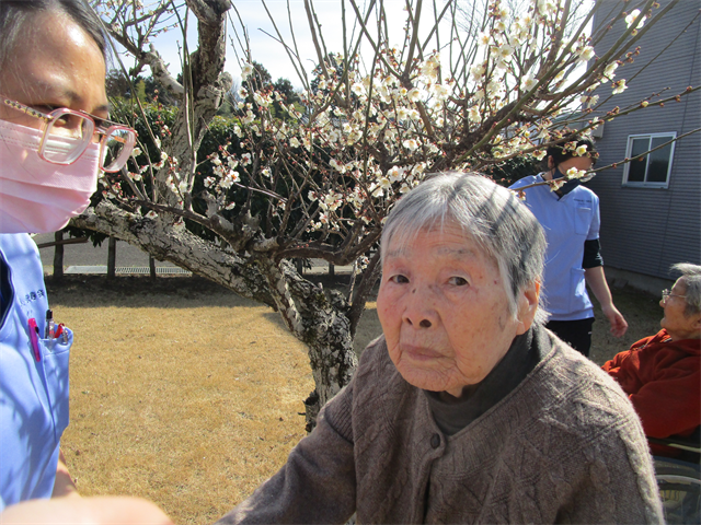 梅の花