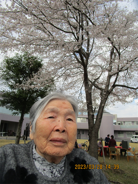 お花見とおでん
