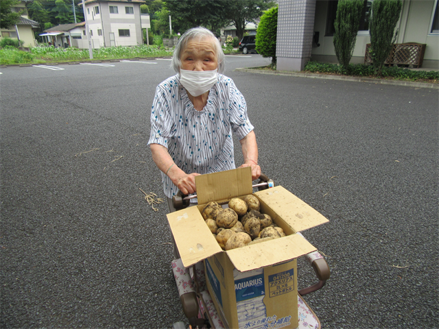ジャガイモ掘り