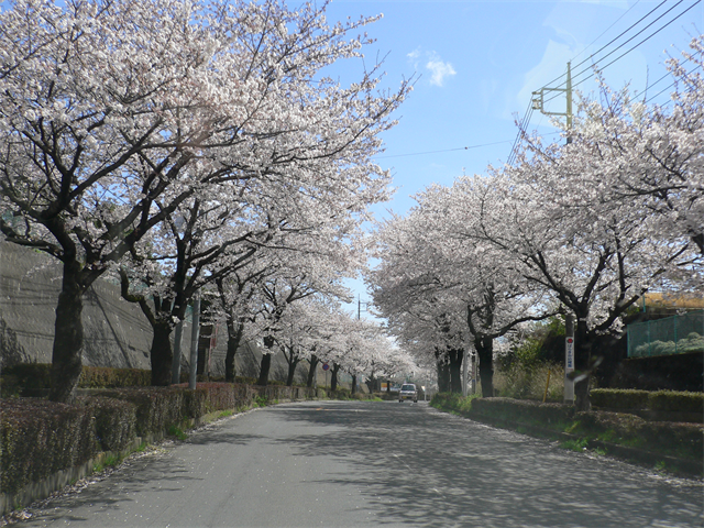 お花見ドライブ