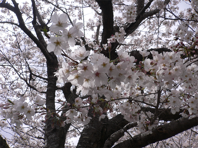 お花見ドライブ