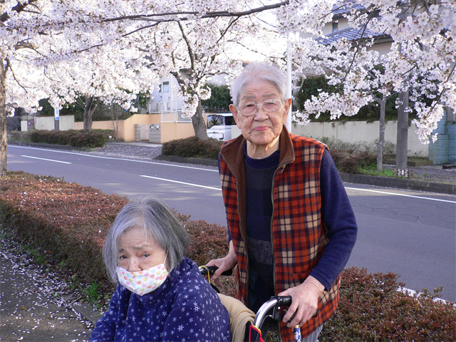 お花見ドライブ