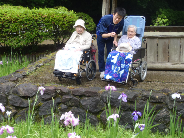 花菖蒲、紫陽花