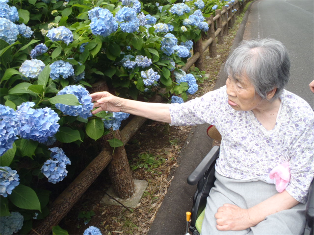 花菖蒲、紫陽花