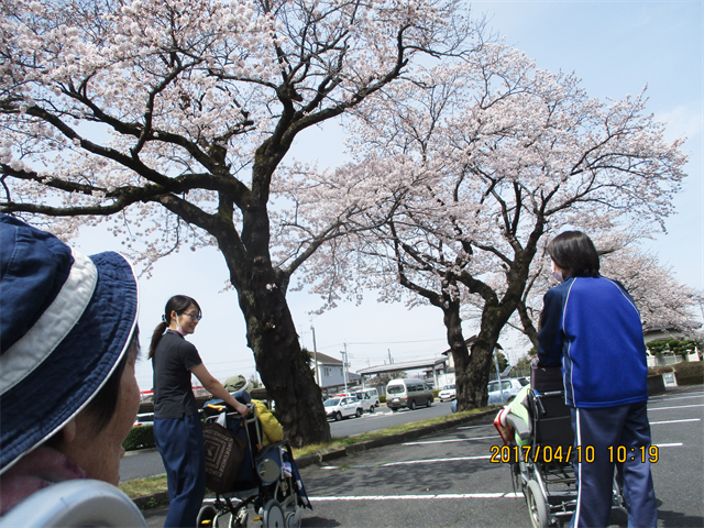 お花見