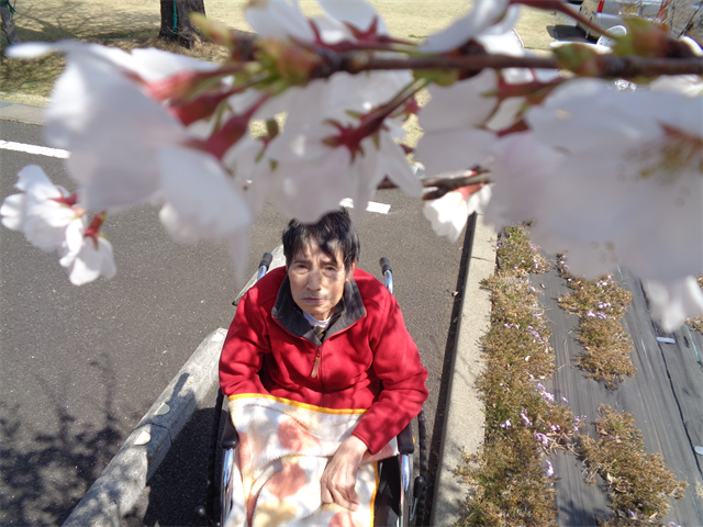 桜
