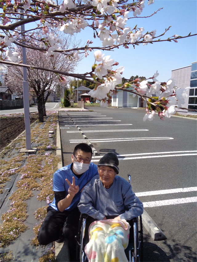 桜