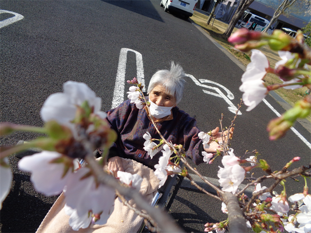 桜