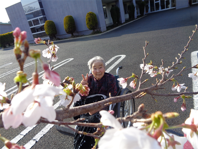 桜