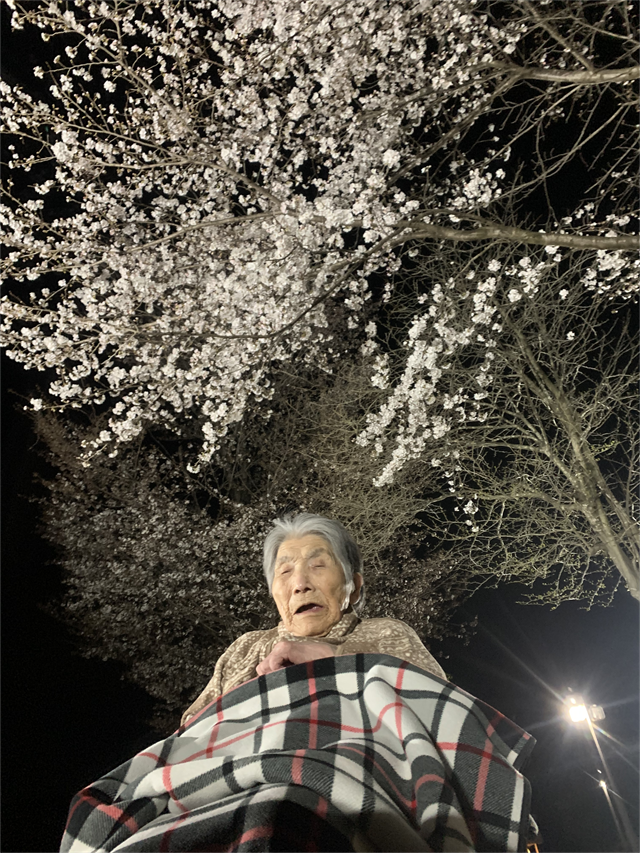 さくら鑑賞
